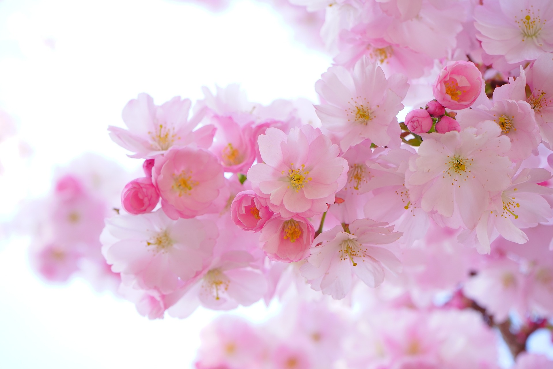 コノハナサクヤヒメを象徴する桜